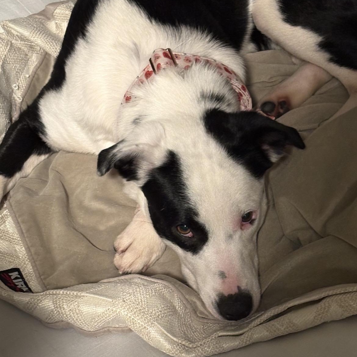 Enlarge Shilo, a ADOPTABLE mixed breed in South Plainfield, NJ image 2/5