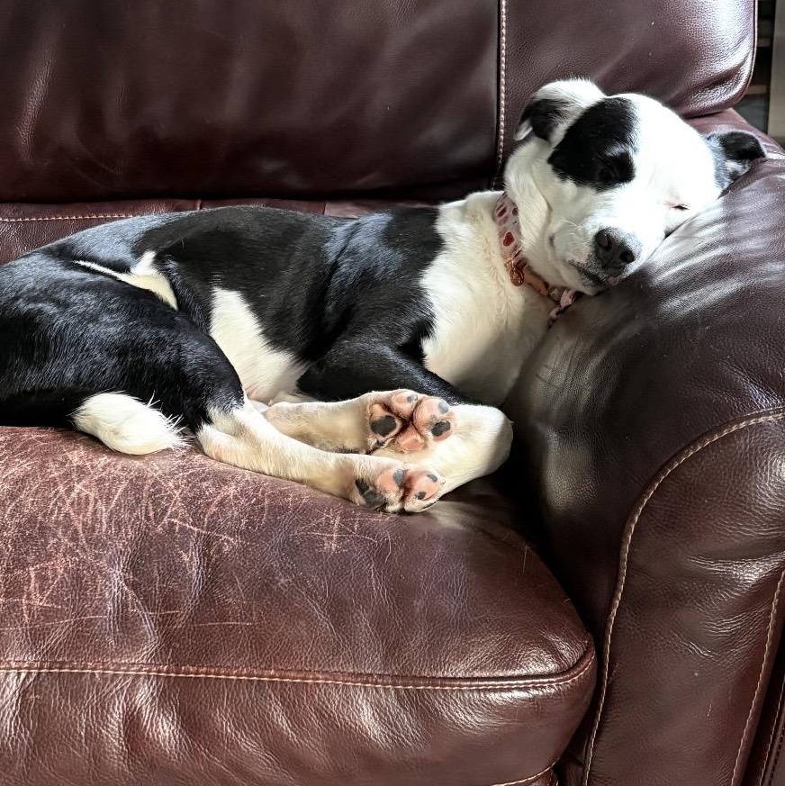 Enlarge Shilo, a ADOPTABLE mixed breed in South Plainfield, NJ image 4/5