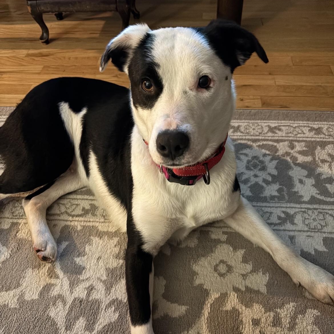 Shilo, ADOPTABLE, Young Female Border Collie & Hound.