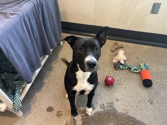 Enlarge RAYA, a Adoptable mixed breed in Palo Alto, CA image 1/1