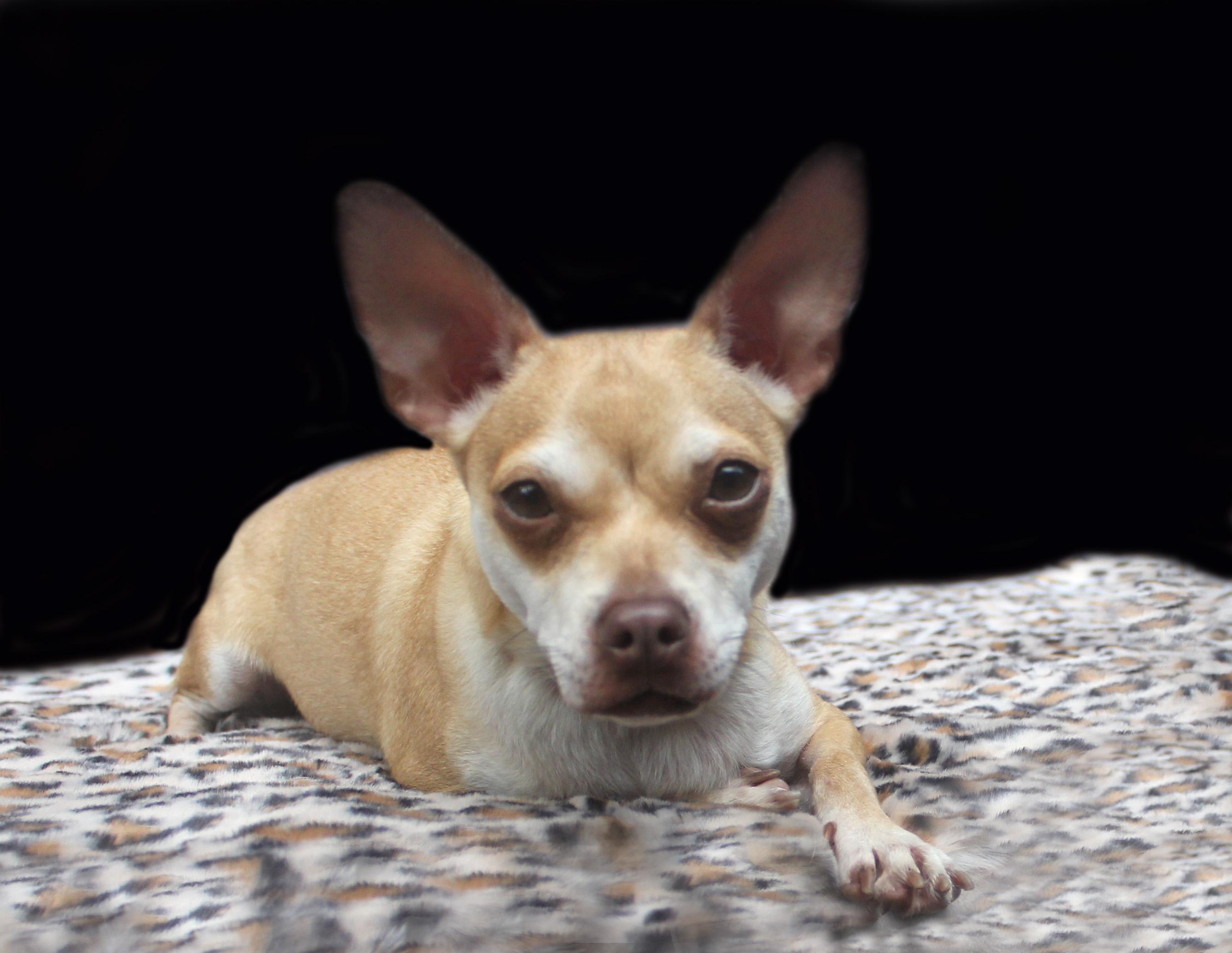 OLLIE, a Adoptable mixed breed in Floral City, FL image 6/6