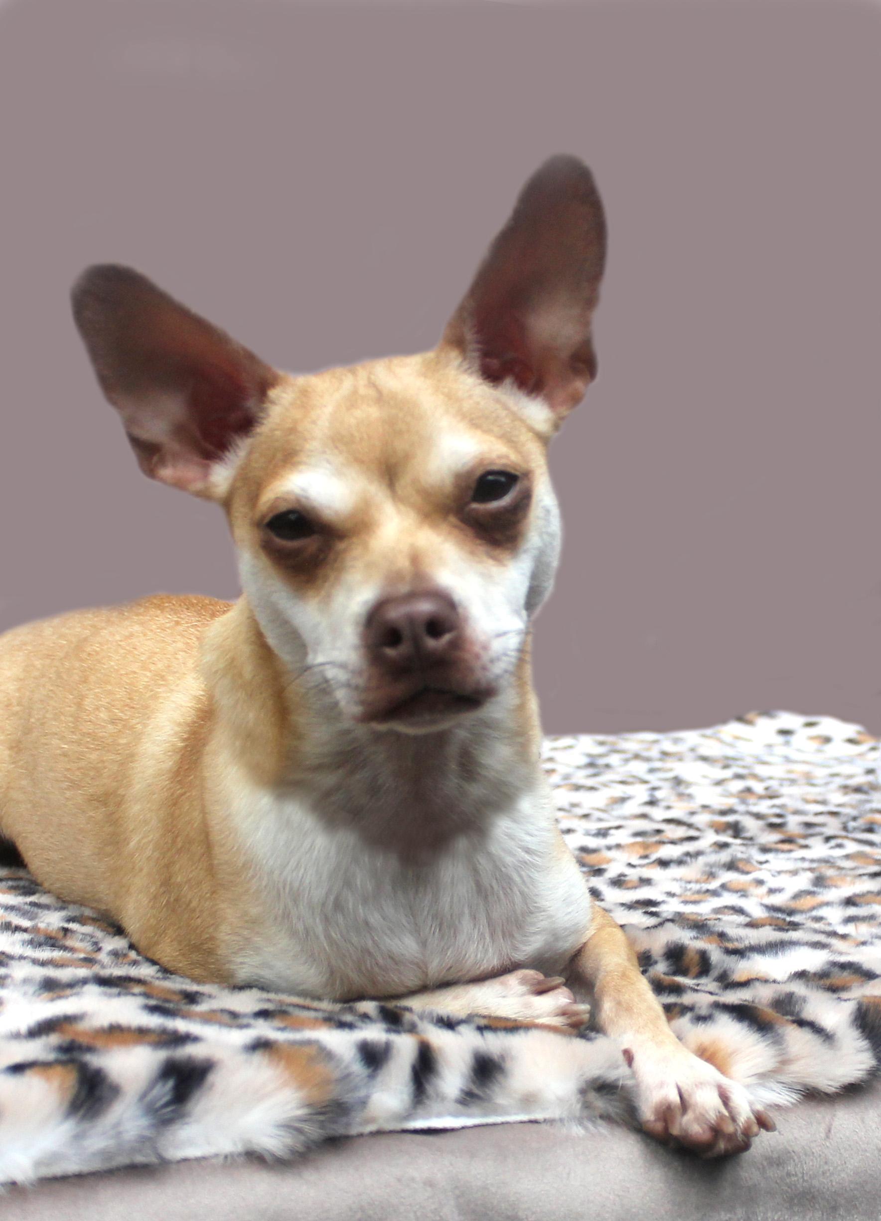 OLLIE, a Adoptable mixed breed in Floral City, FL image 3/6