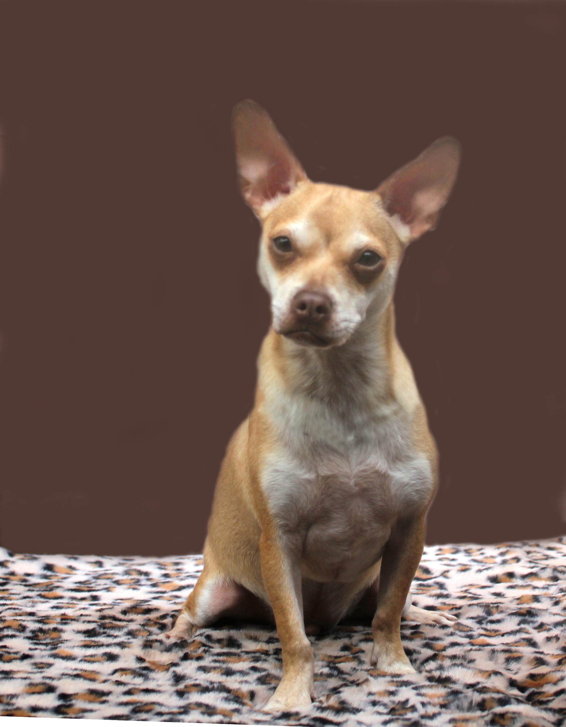 OLLIE, a Adoptable mixed breed in Floral City, FL image 4/6