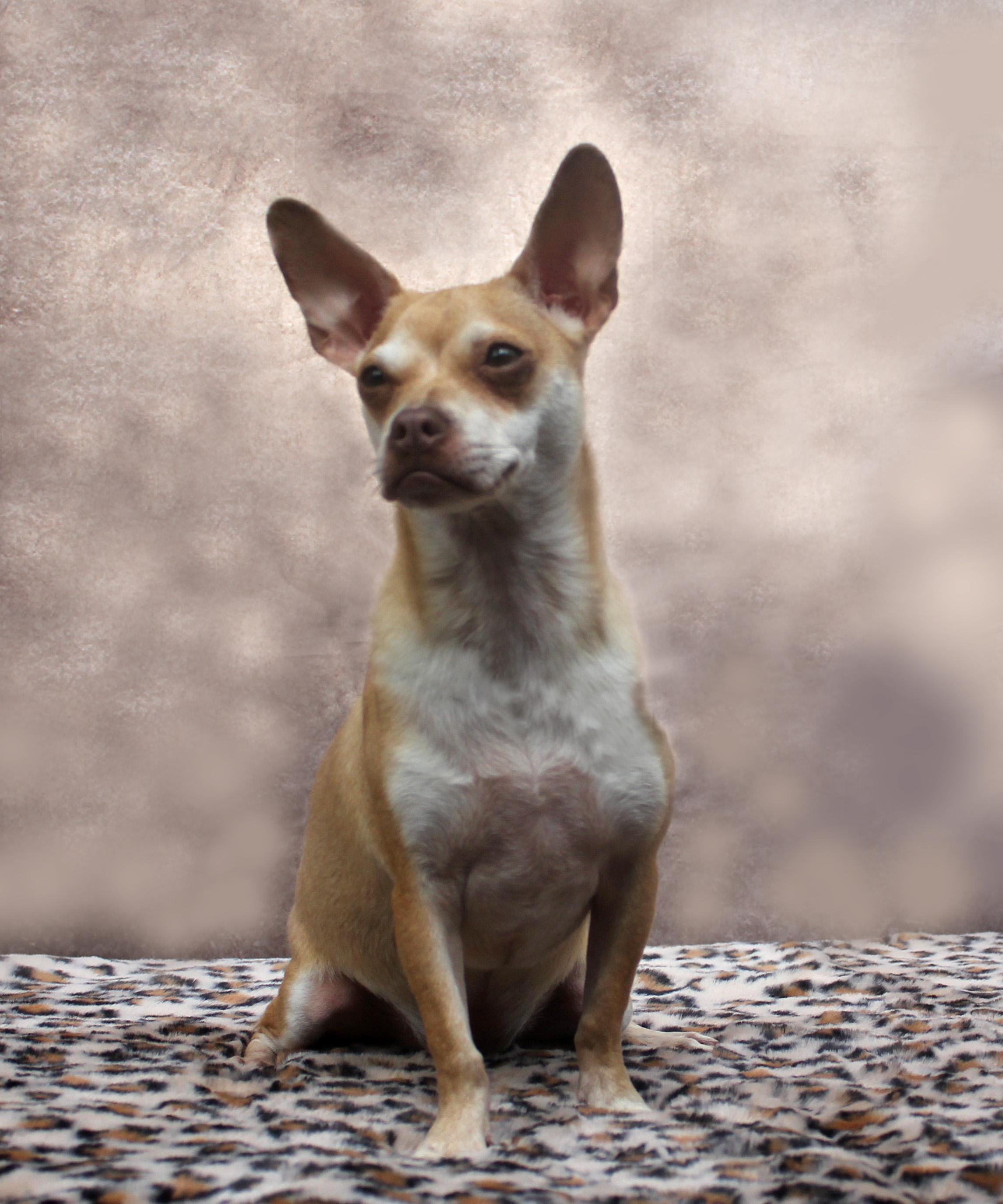 OLLIE, a Adoptable mixed breed in Floral City, FL image 5/6