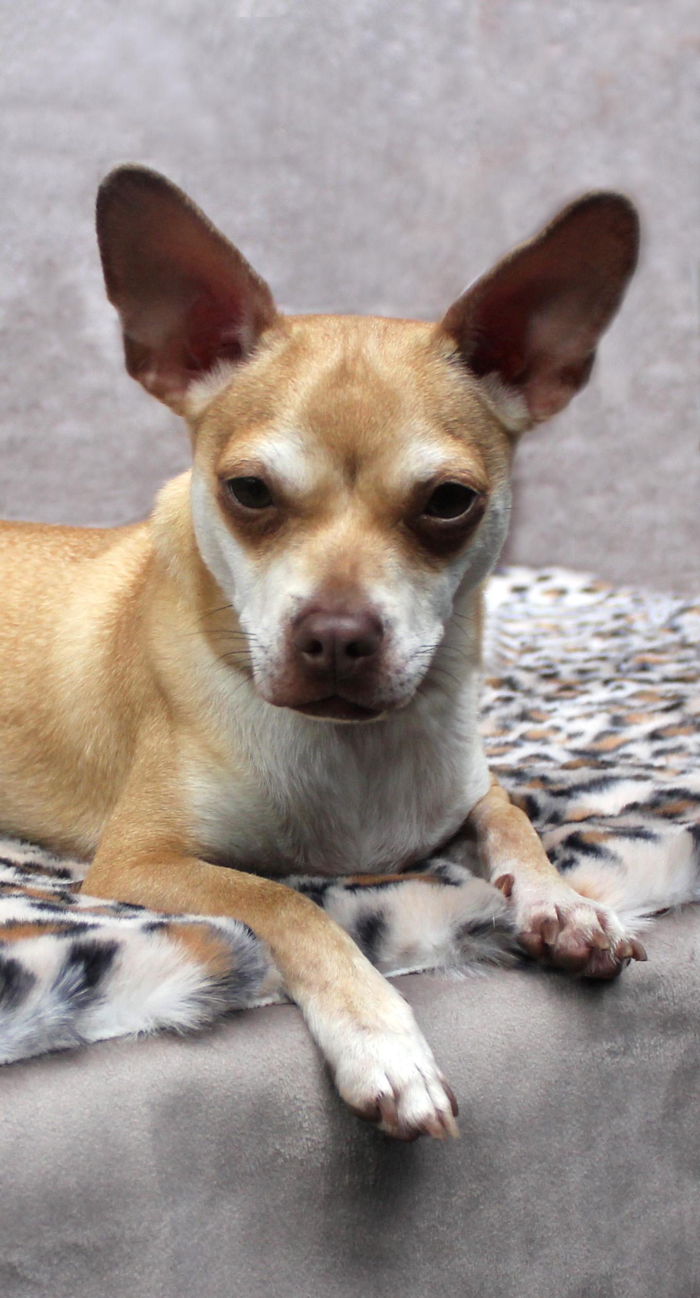 OLLIE, a Adoptable mixed breed in Floral City, FL image 1/6