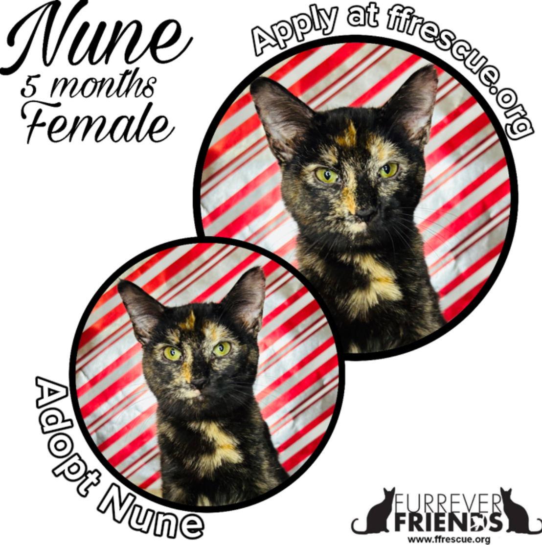 Nune, Adoptable, Young Female Domestic Short Hair.