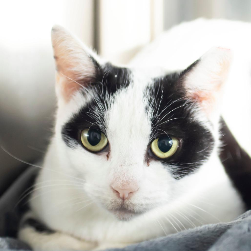 Enlarge Pixie, a Adoptable Domestic Short Hair in Middletown, RI image 1/1