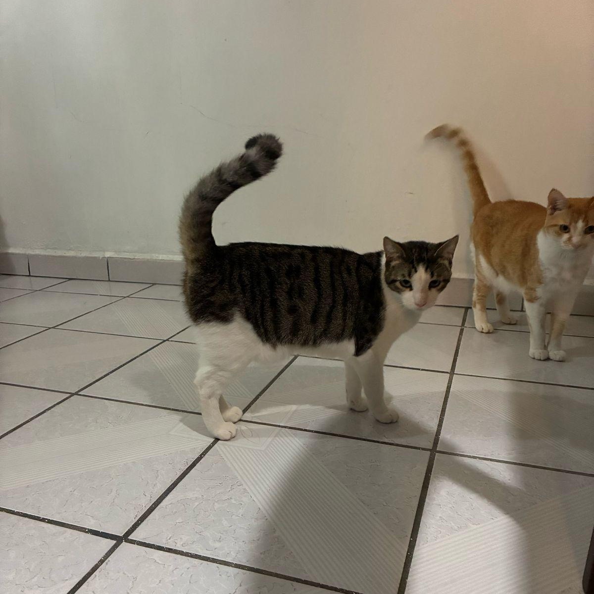 perseo, a Adoptable Domestic Short Hair in Tijuana, BCN image 2/5