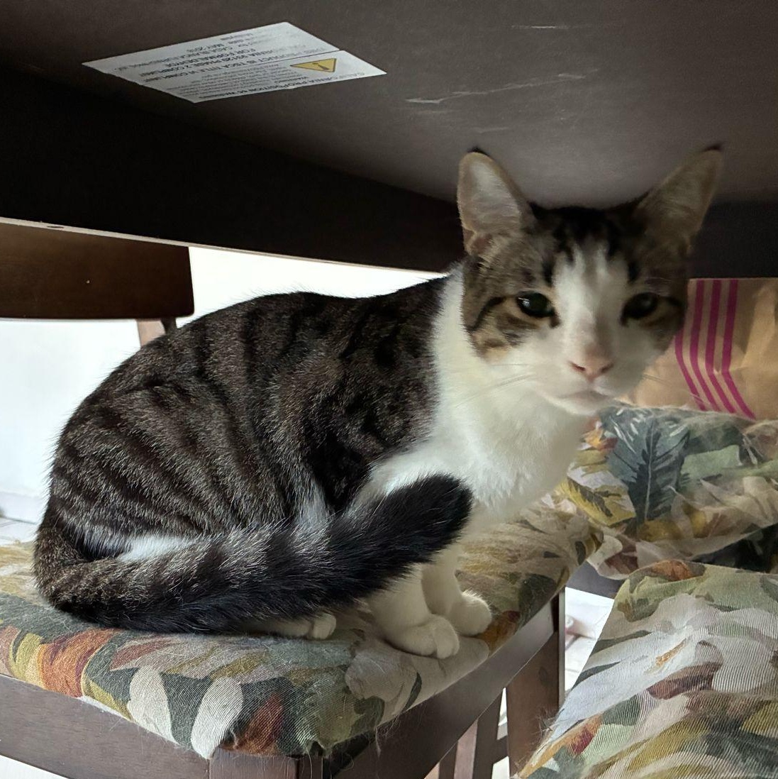 perseo, Adoptable, Young Male Domestic Short Hair.