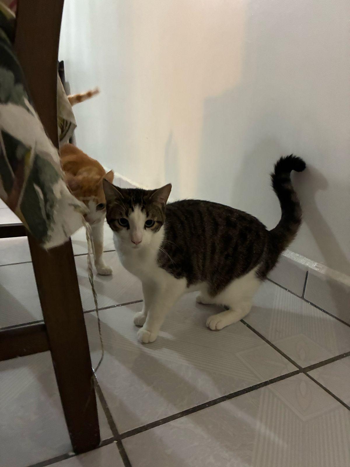 perseo, a Adoptable Domestic Short Hair in Tijuana, BCN image 3/5