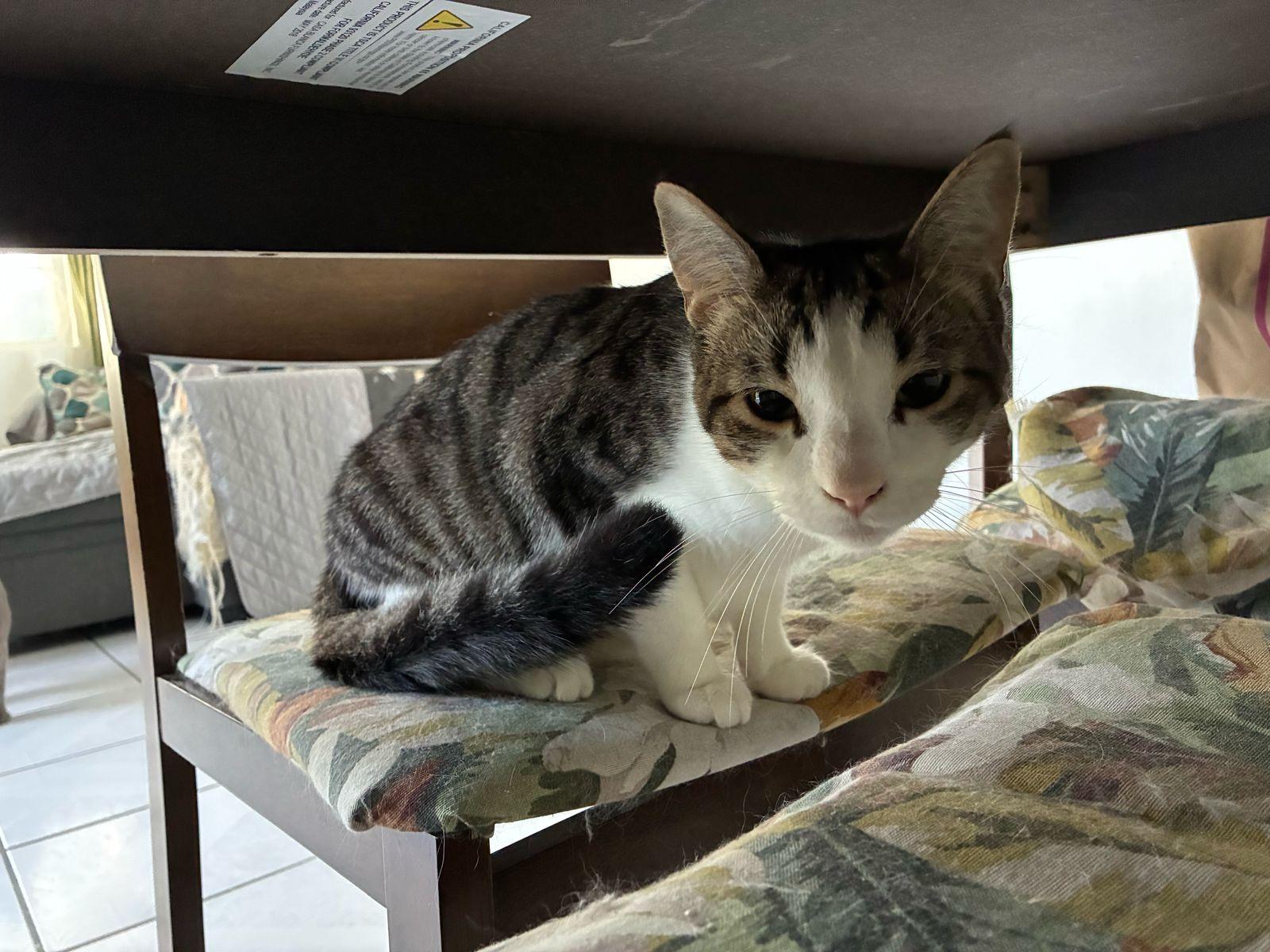 perseo, a Adoptable Domestic Short Hair in Tijuana, BCN image 5/5