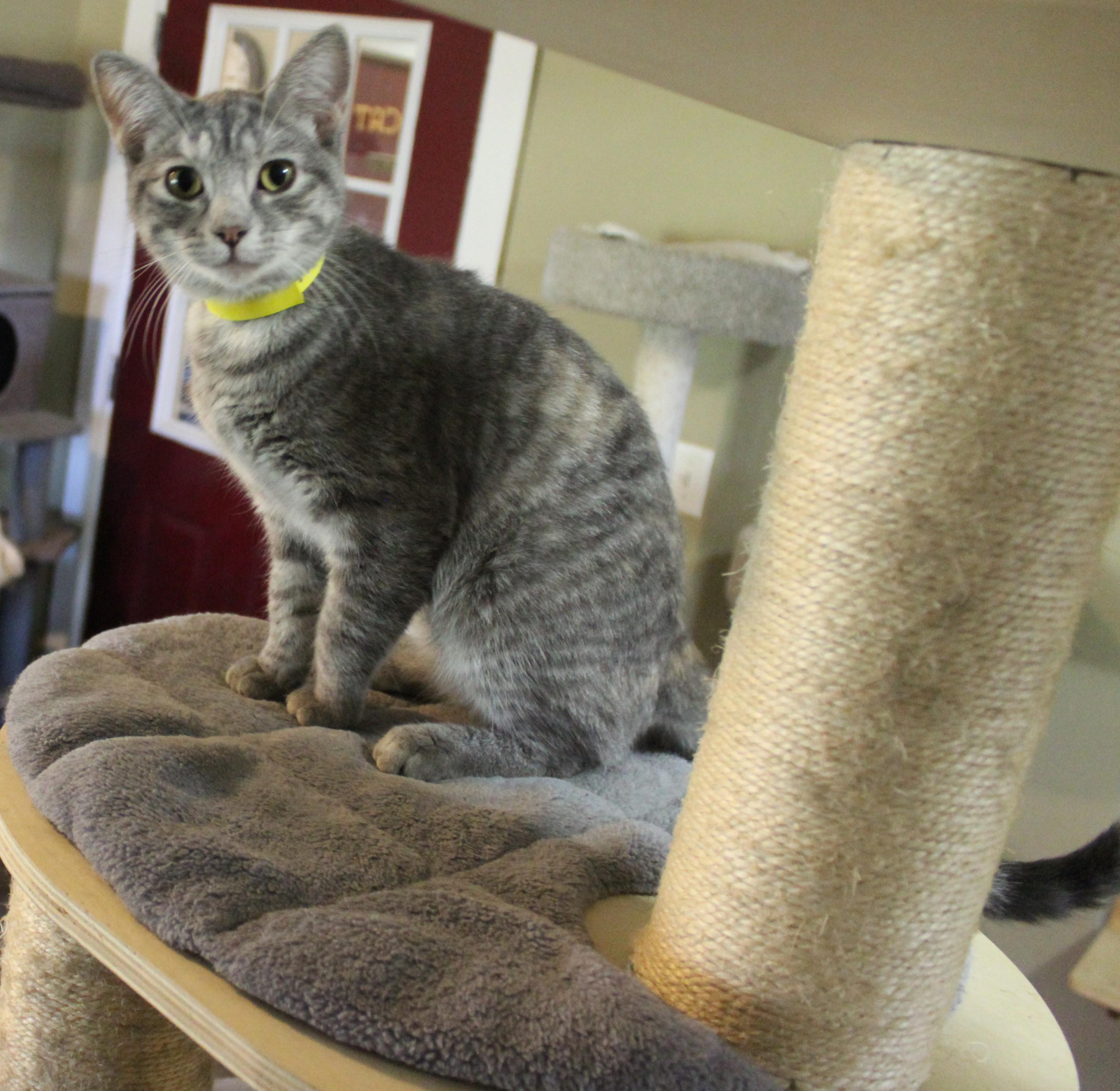 Enlarge Hilton, a Adoptable mixed breed in Huron, SD image 1/5