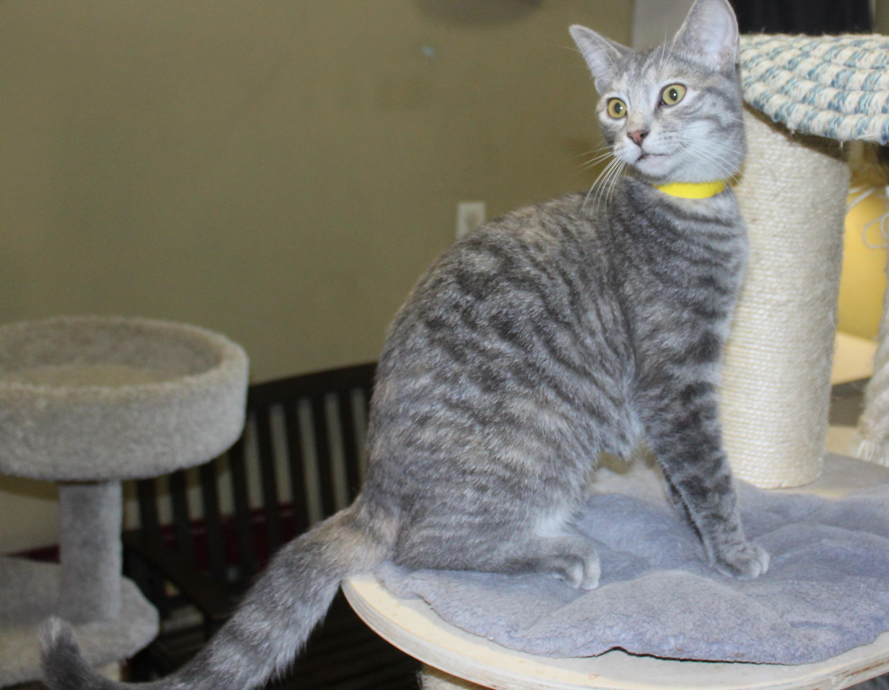 Enlarge Hilton, a Adoptable mixed breed in Huron, SD image 2/5