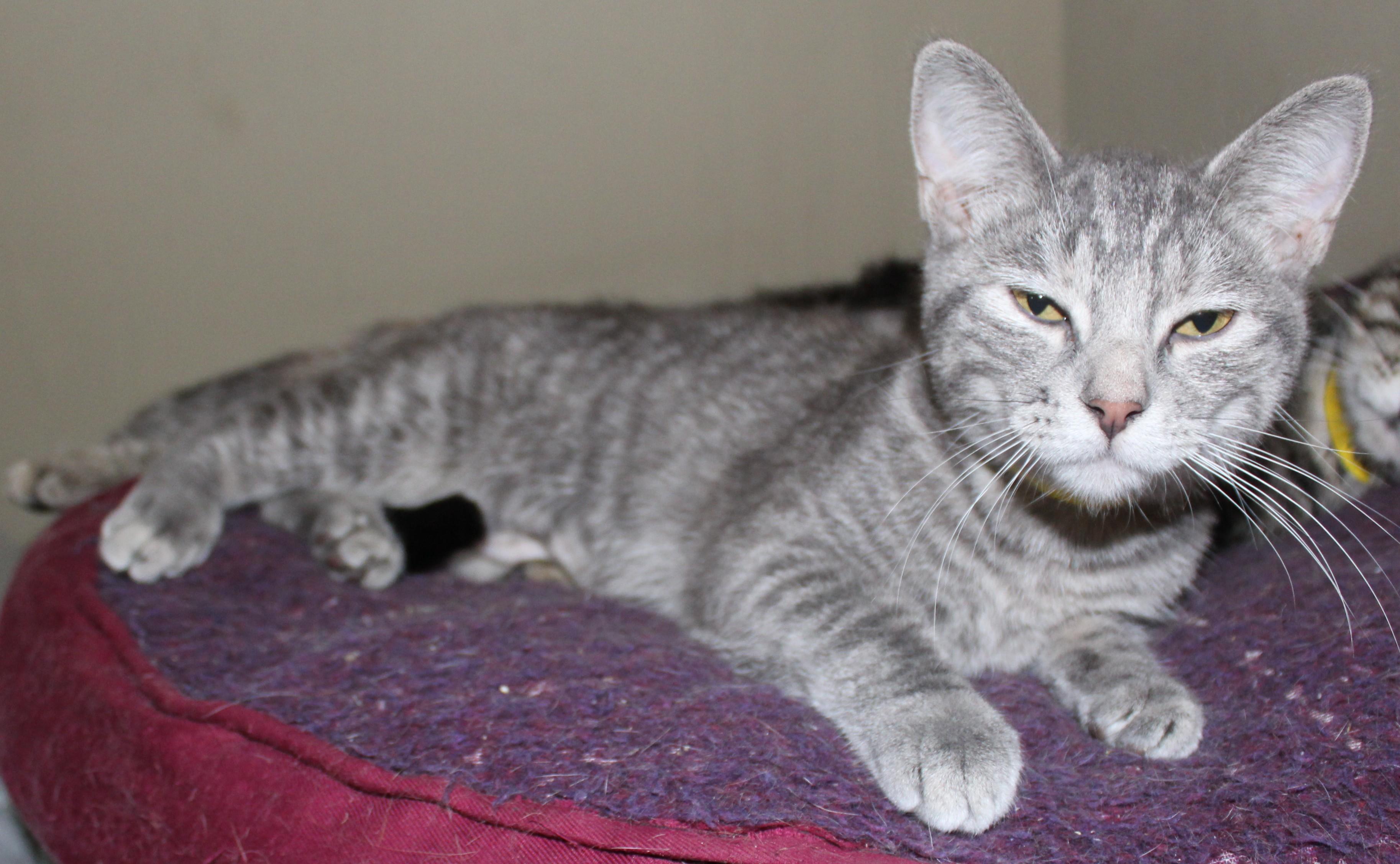 Hilton, an adoptable Domestic Short Hair in Huron, SD, 57350 | Photo Image 3