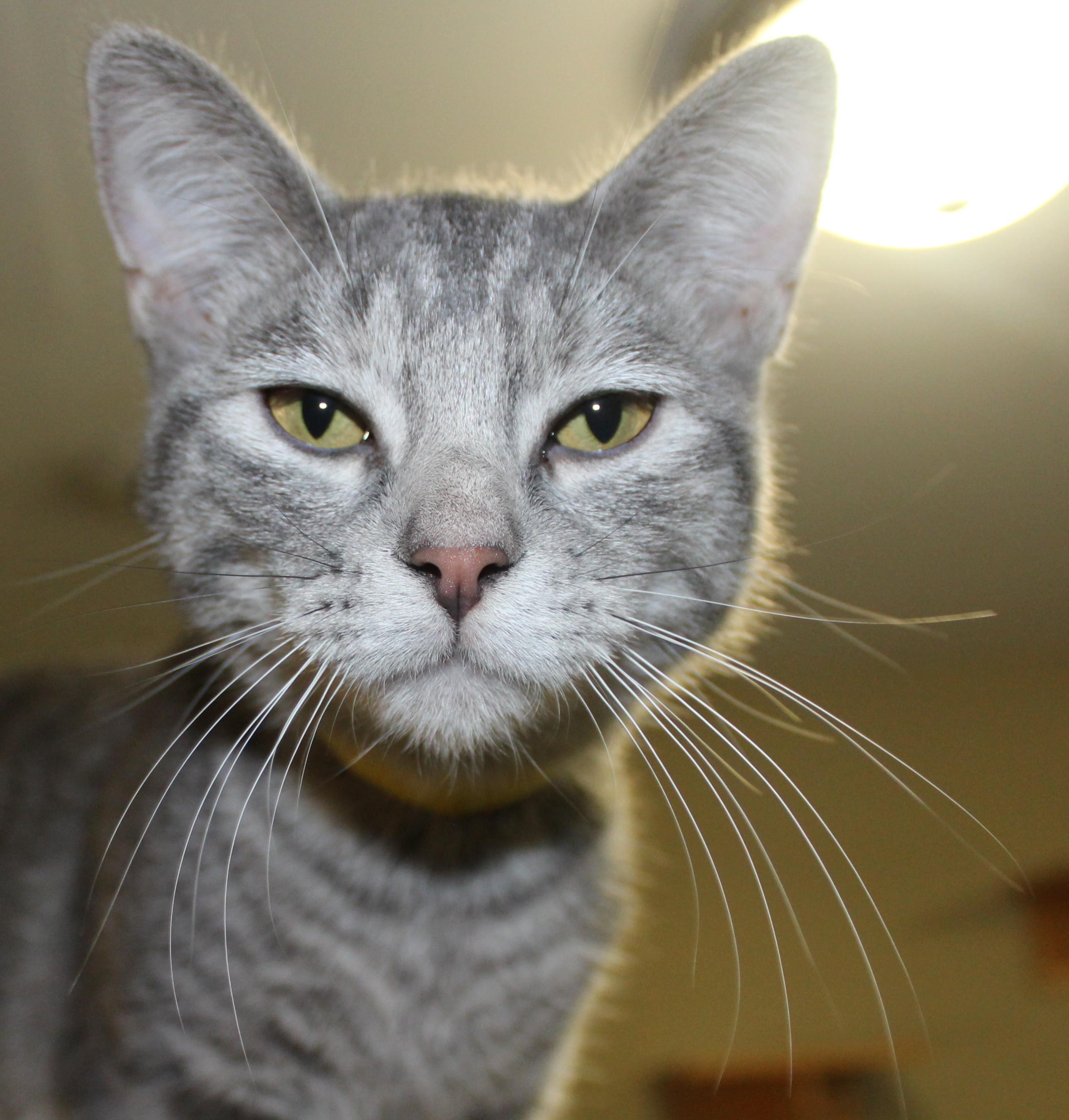 Enlarge Hilton, a Adoptable mixed breed in Huron, SD image 4/5