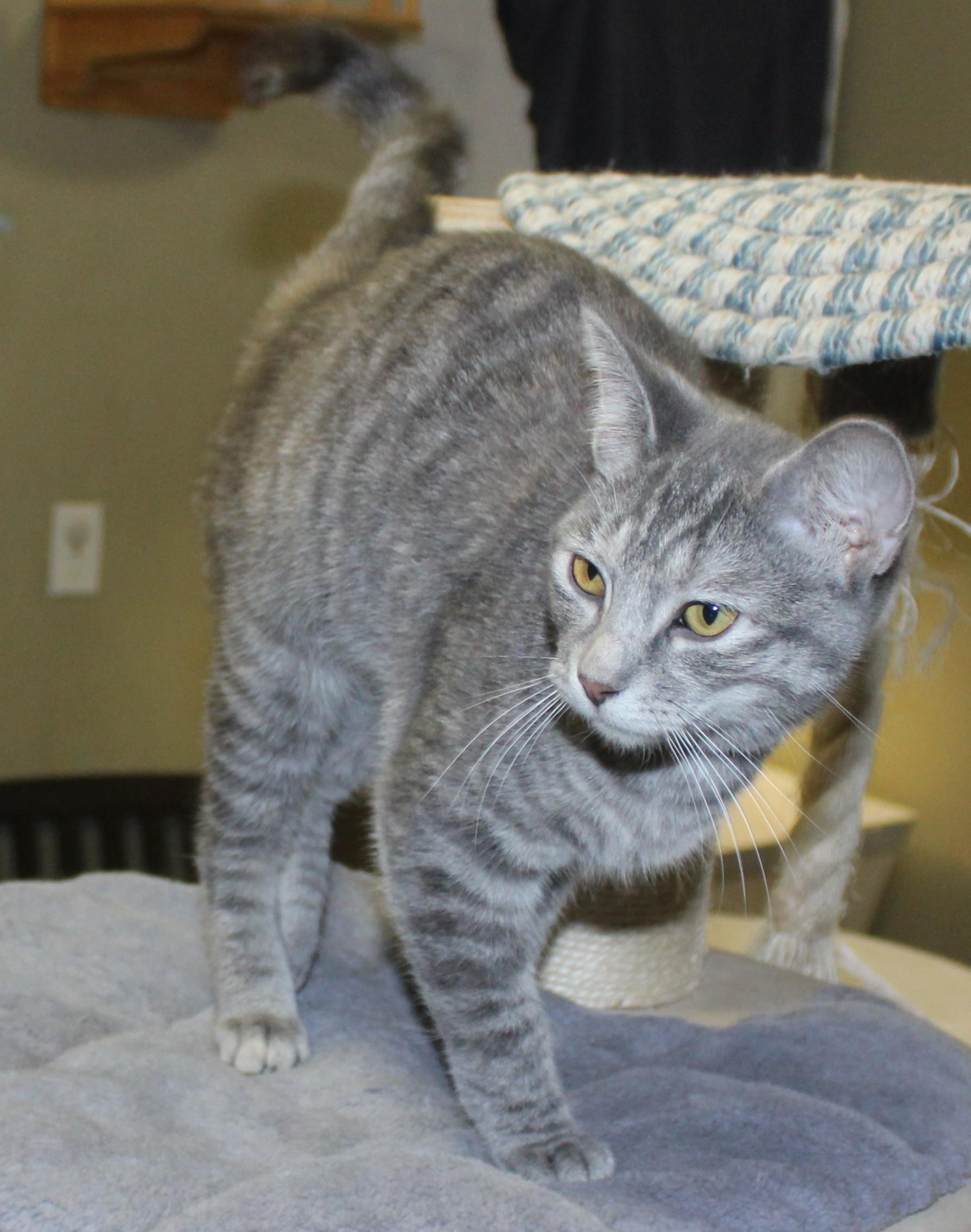 Hilton, an adoptable Domestic Short Hair in Huron, SD, 57350 | Photo Image 4
