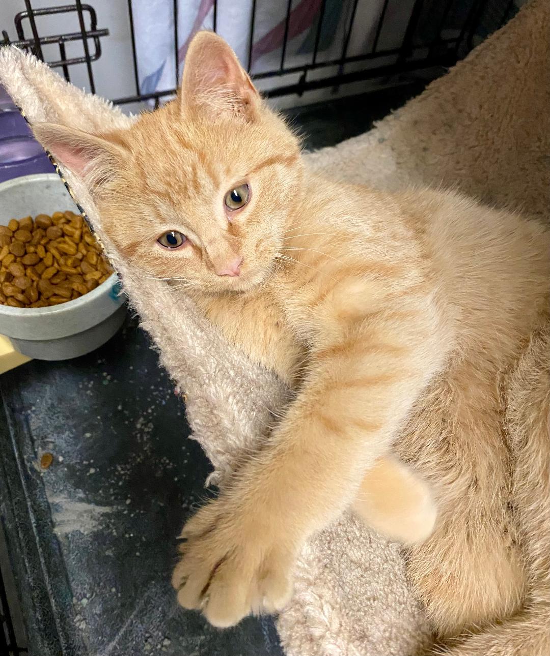 Enlarge mango, an adopted mixed breed in Chantilly, VA image 2/4