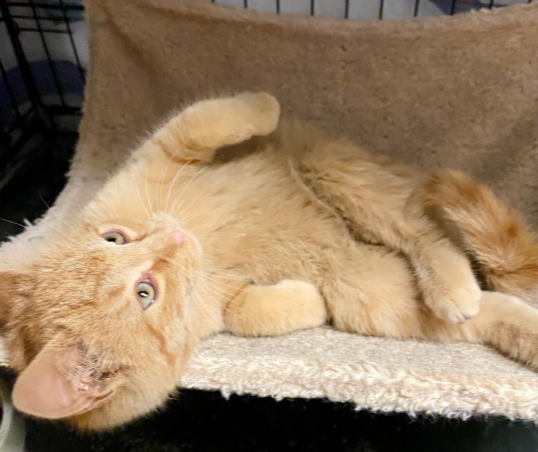 Enlarge mango, an adopted mixed breed in Chantilly, VA image 4/4