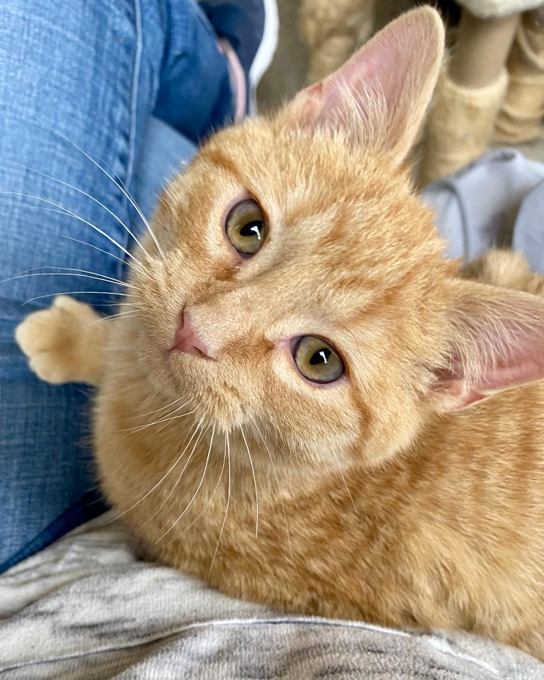 Enlarge mango, an adopted mixed breed in Chantilly, VA image 1/4