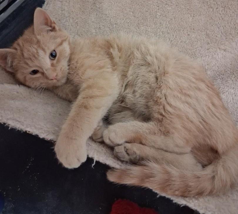 Enlarge mango, an adopted mixed breed in Chantilly, VA image 3/4