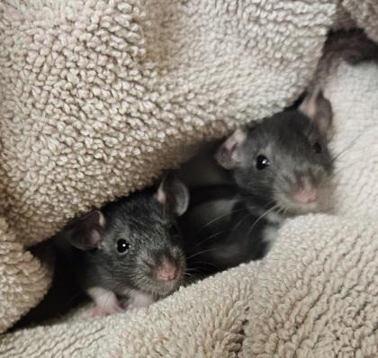 Puffball, Adoptable, Baby Male Rat.