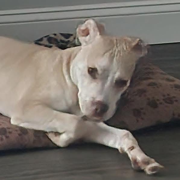 Chino photo 2