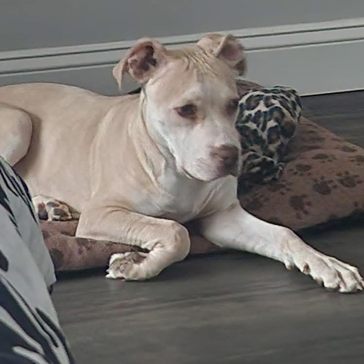 Chino photo 4