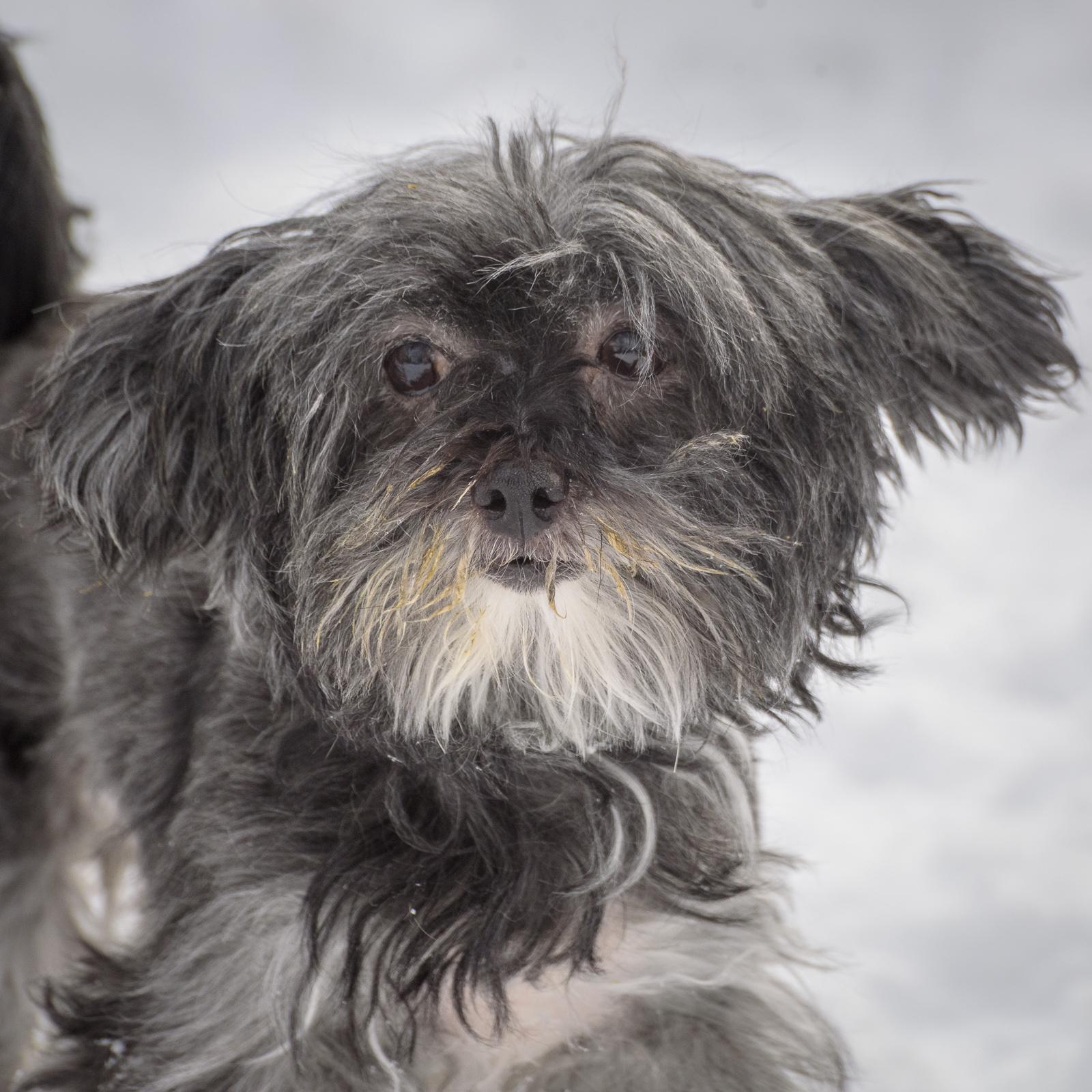 Sadie — thumbnail 2