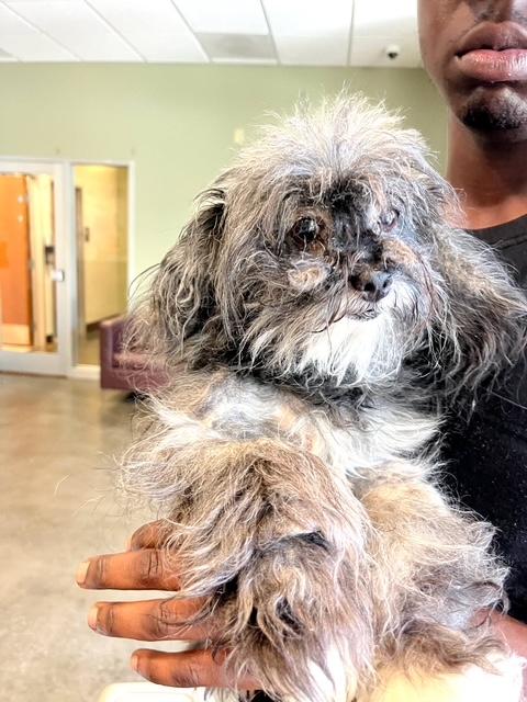 Sadie — thumbnail 3