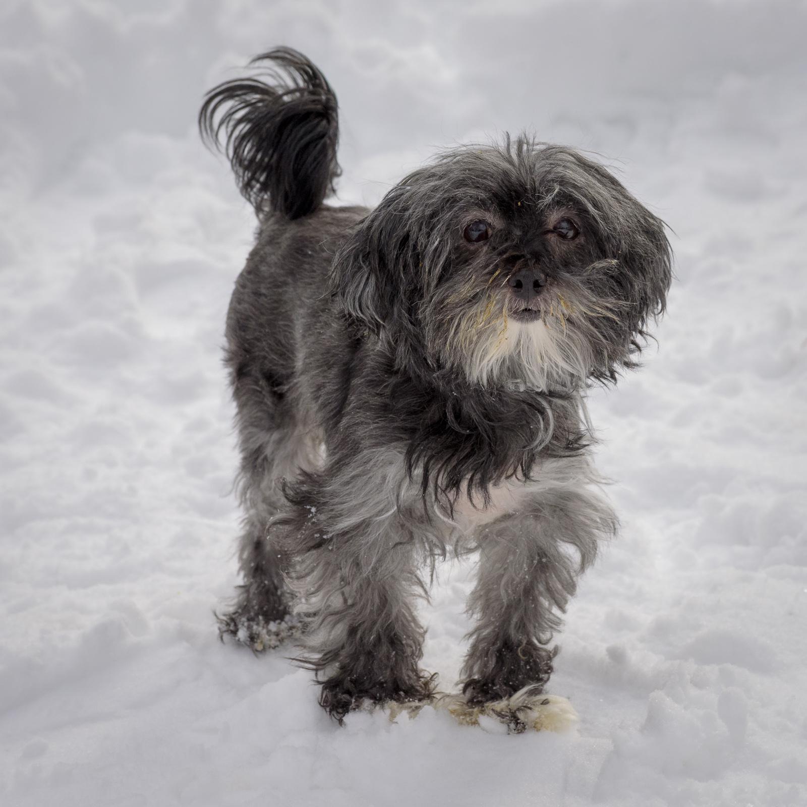 Sadie — thumbnail 4