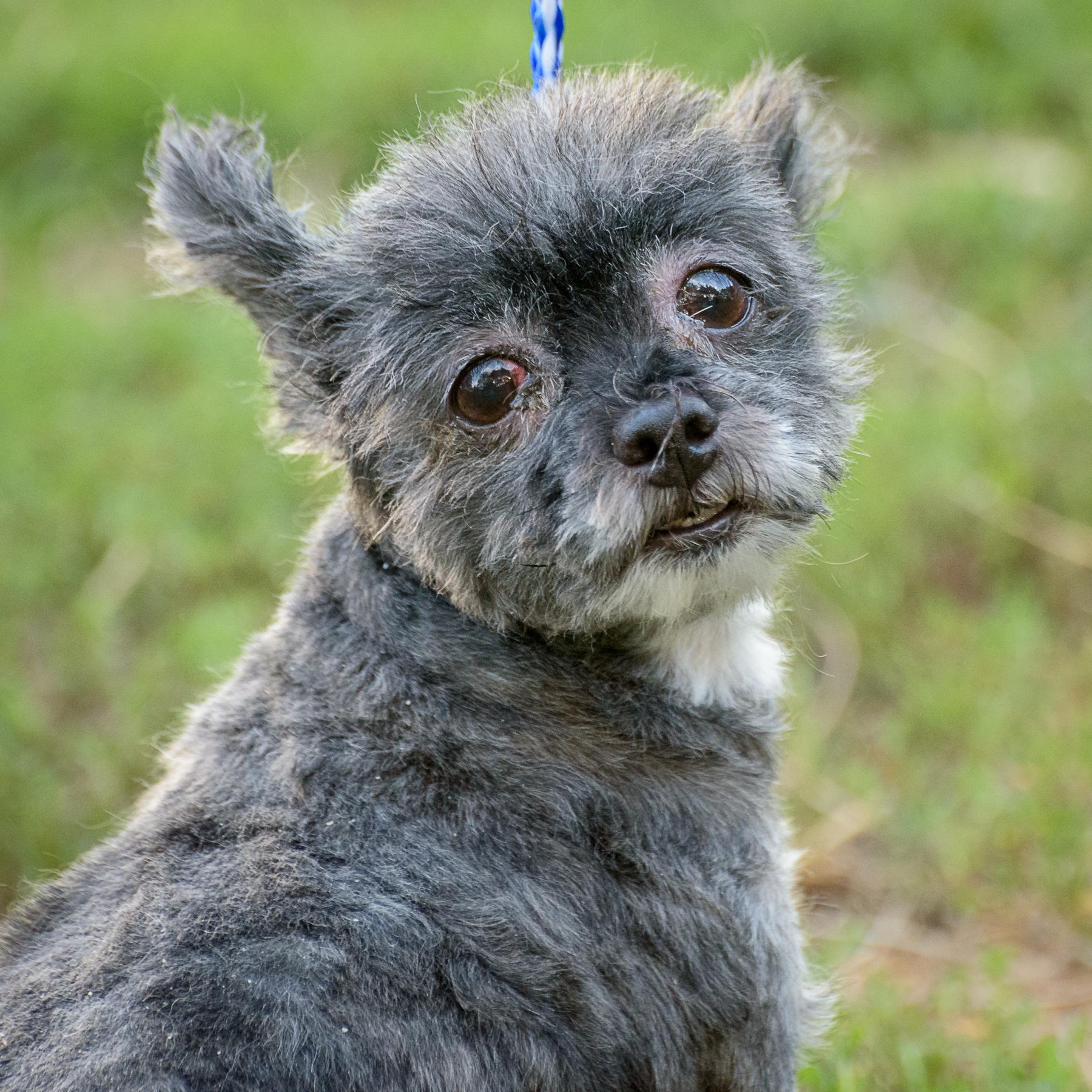 Sadie — thumbnail 5