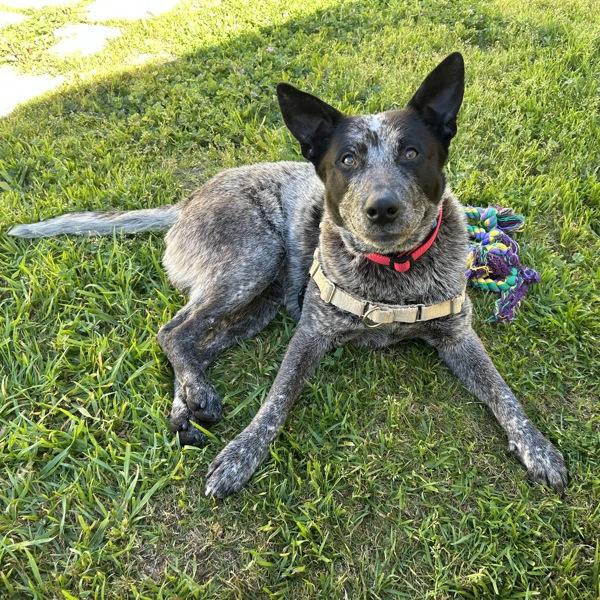 Merlin, Adoptable, Adult Male Australian Cattle Dog / Blue Heeler.