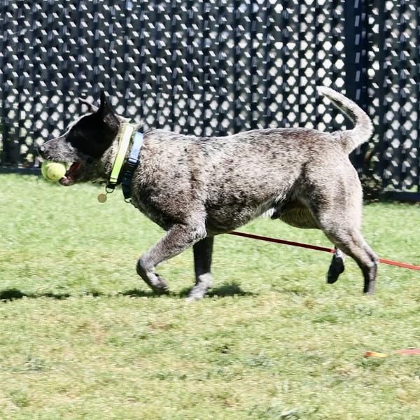 Enlarge Merlin, a Adoptable mixed breed in Oakland, CA image 2/6