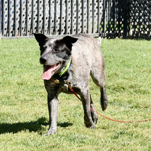 Enlarge Merlin, a Adoptable mixed breed in Oakland, CA image 3/6
