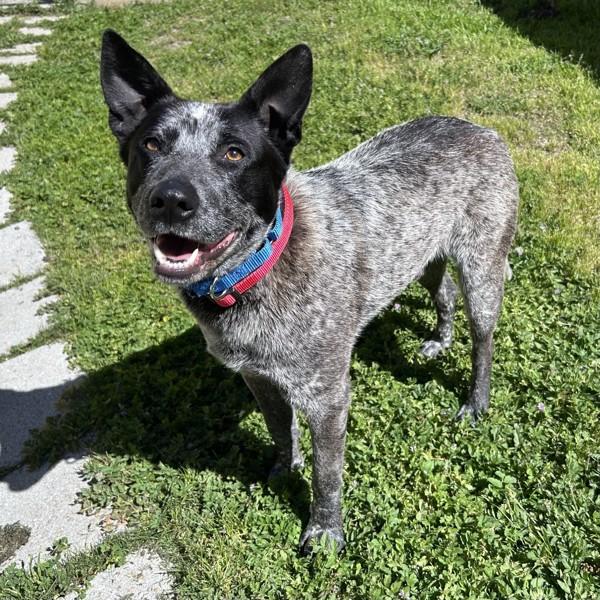 Enlarge Merlin, a Adoptable mixed breed in Oakland, CA image 4/6