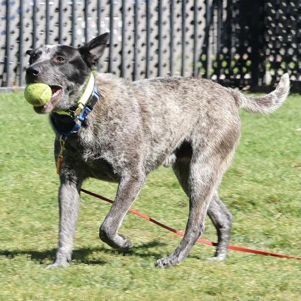 Enlarge Merlin, a Adoptable mixed breed in Oakland, CA image 5/6