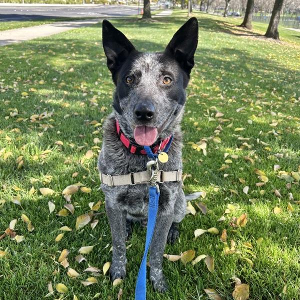 Enlarge Merlin, a Adoptable mixed breed in Oakland, CA image 6/6