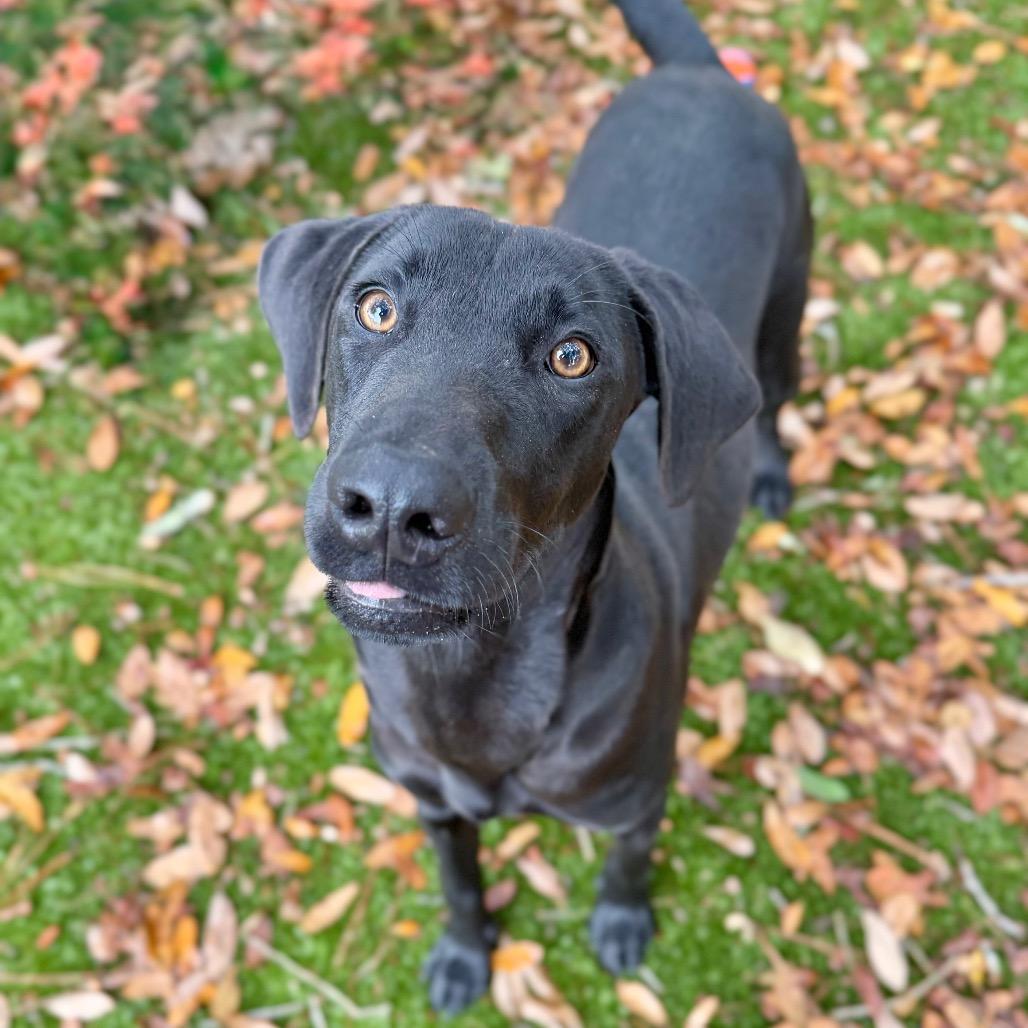 Angus, Adoptable, Adult Male Mixed Breed.
