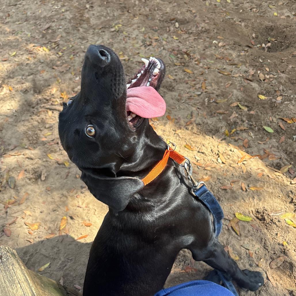 Enlarge Angus, a Adoptable Mixed Breed in Pensacola, FL image 2/6