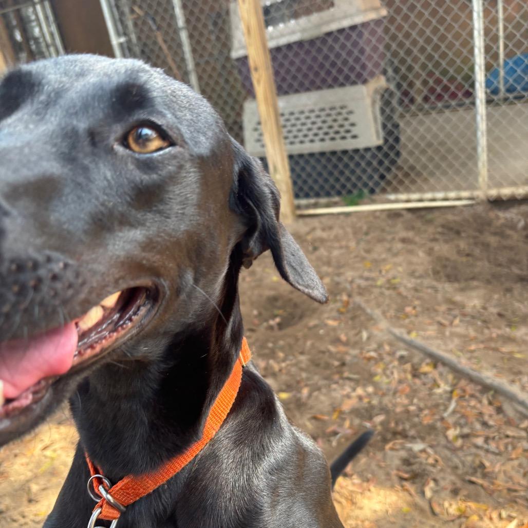 Enlarge Angus, a Adoptable Mixed Breed in Pensacola, FL image 3/6