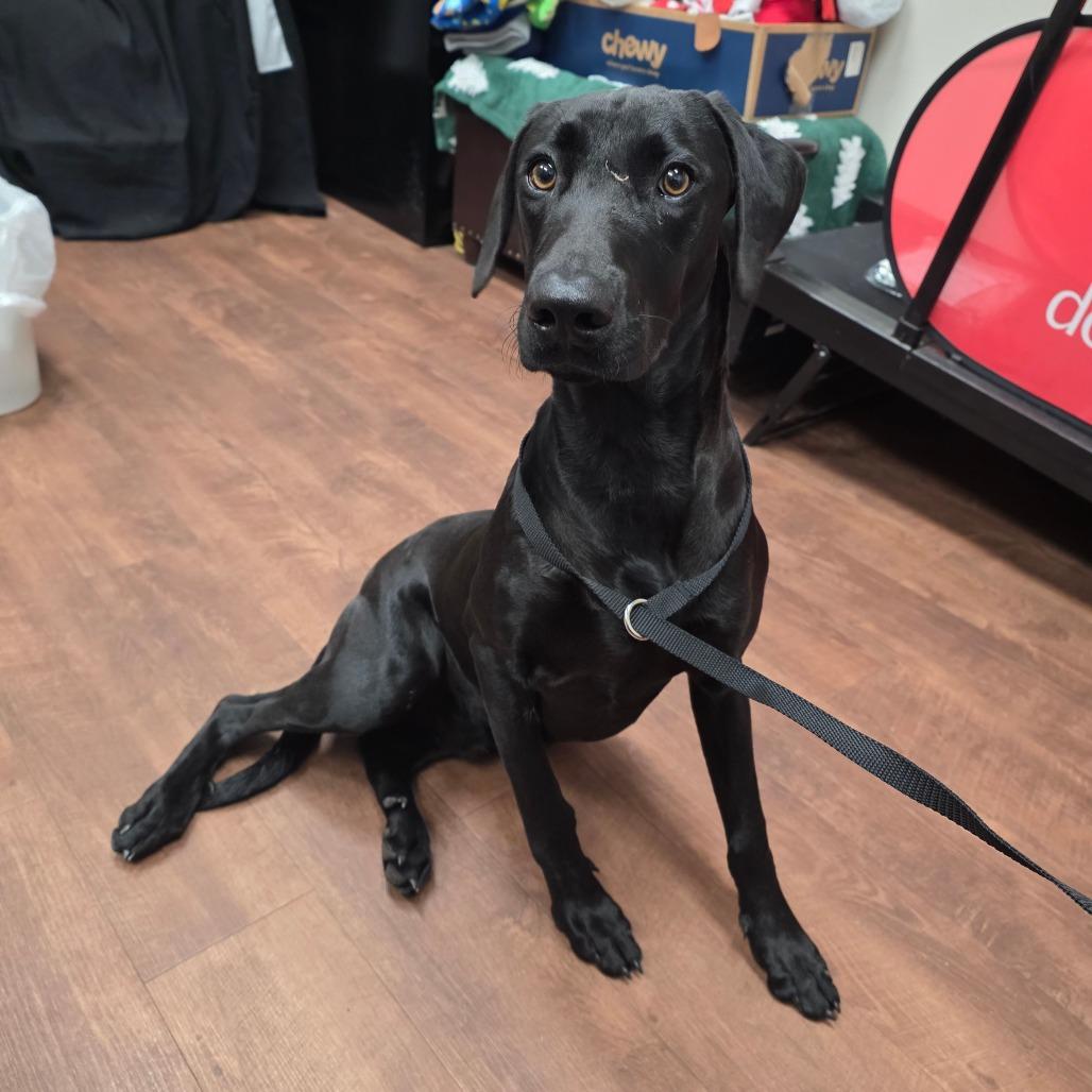 Enlarge Angus, a Adoptable Mixed Breed in Pensacola, FL image 4/6
