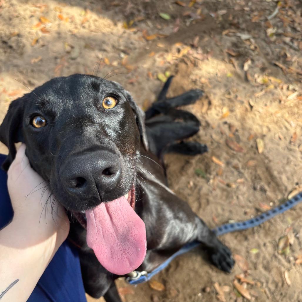 Enlarge Angus, a Adoptable Mixed Breed in Pensacola, FL image 5/6