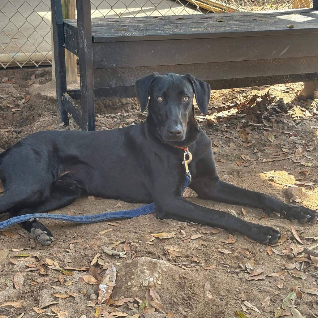 Enlarge Angus, a Adoptable Mixed Breed in Pensacola, FL image 6/6