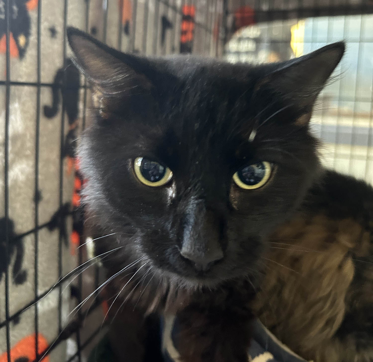 Lex, Adult Male unknown