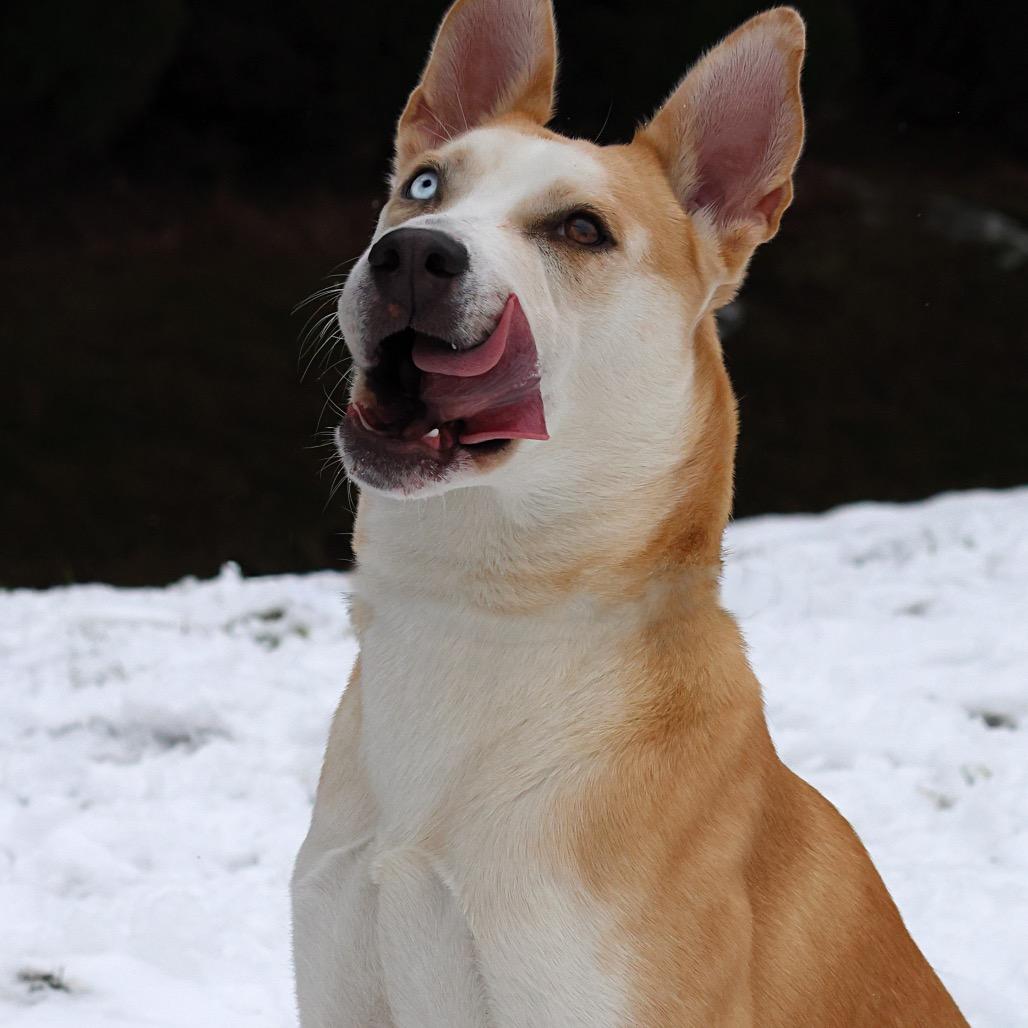 Enlarge Nola, a Adoptable Mixed Breed in Spokane, WA image 1/6