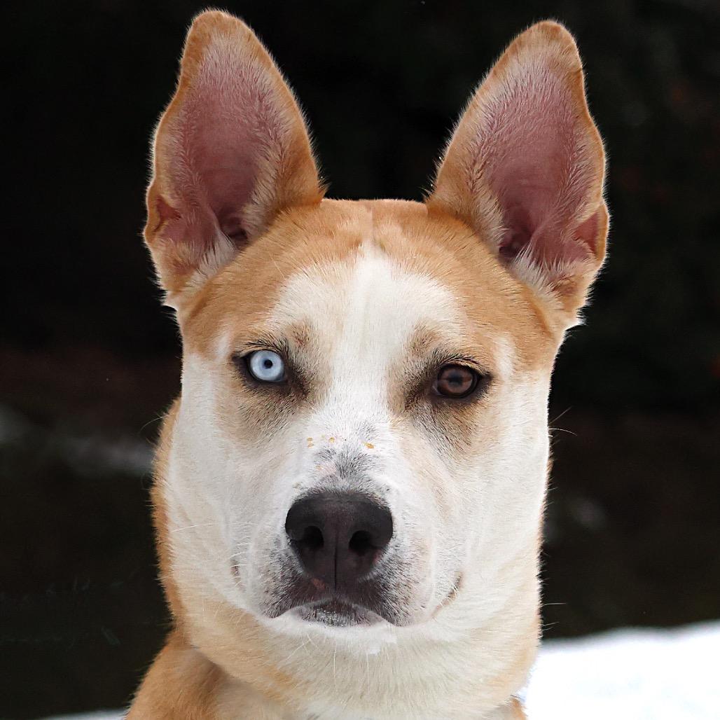 Enlarge Nola, a Adoptable Mixed Breed in Spokane, WA image 2/6