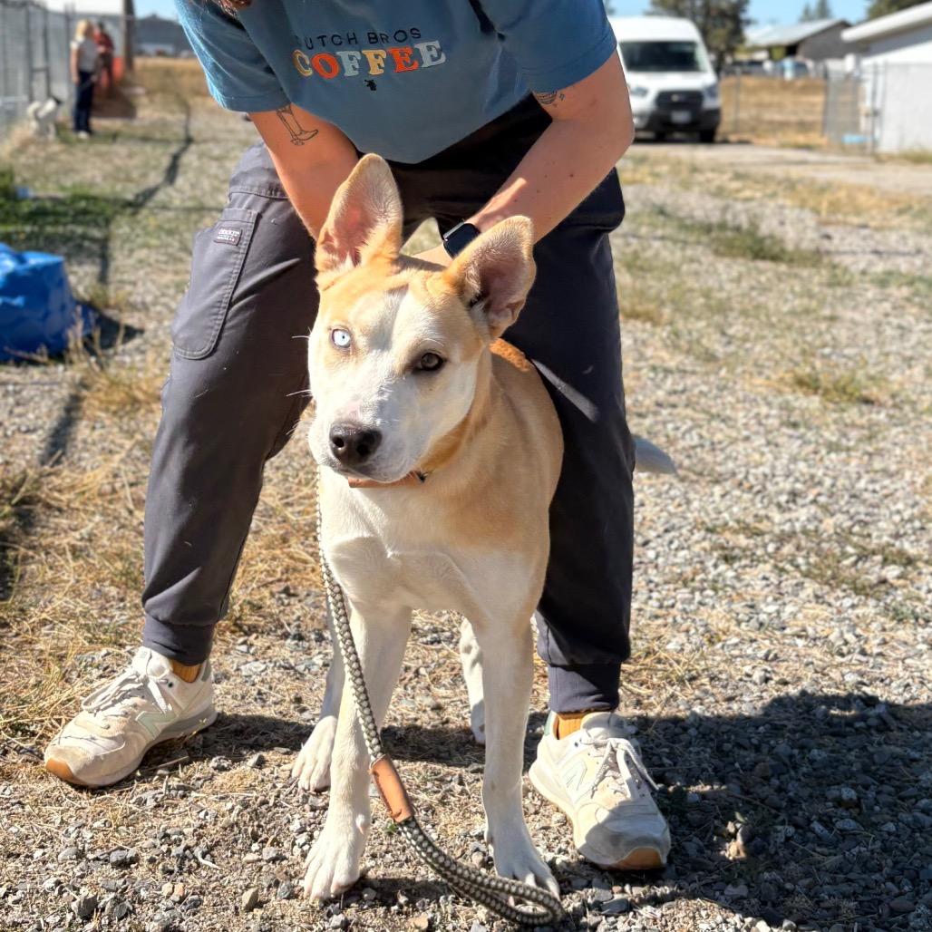 Enlarge Nola, a Adoptable Mixed Breed in Spokane, WA image 3/6