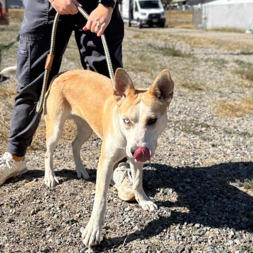 Enlarge Nola, a Adoptable Mixed Breed in Spokane, WA image 4/6