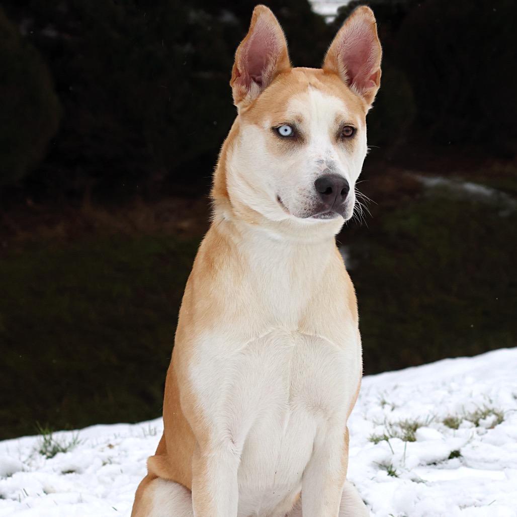 Enlarge Nola, a Adoptable Mixed Breed in Spokane, WA image 5/6