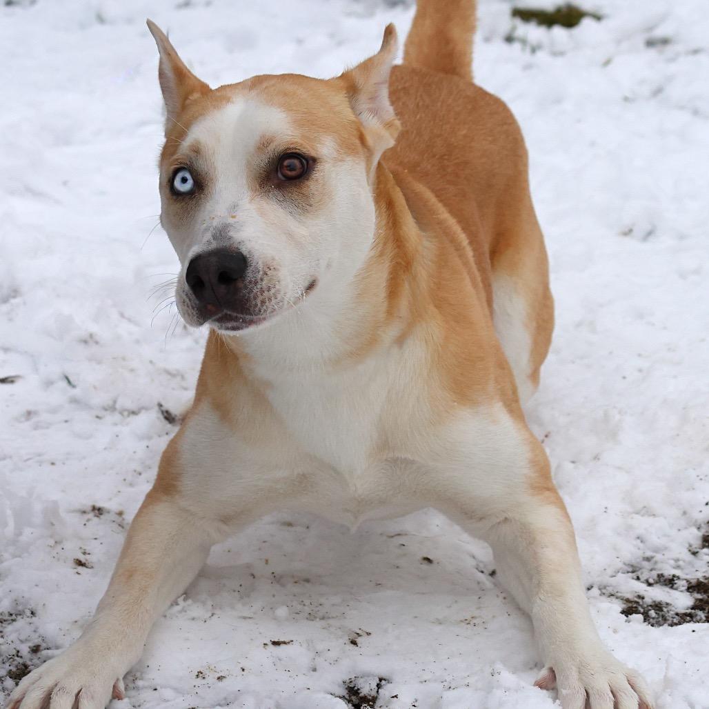 Enlarge Nola, a Adoptable Mixed Breed in Spokane, WA image 6/6